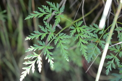 Conioselinum gmelinii