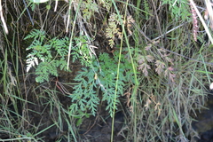 Conioselinum gmelinii