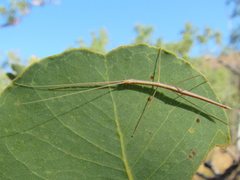 Austrosipyloidea carterus