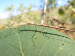 Austrosipyloidea carterus
