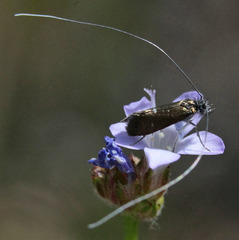 Adela singulella