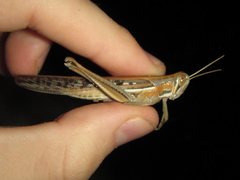 Austracris guttulosa