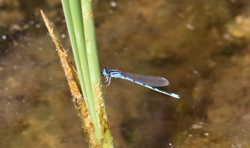 Familiar Bluet