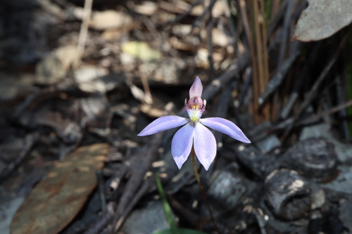 Image of Cyanicula aperta by (c) Thomas Mesaglio, some rights reserved (CC BY)
