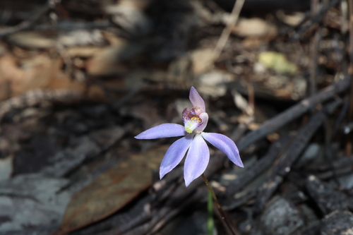 Image of Cyanicula aperta by (c) Thomas Mesaglio, some rights reserved (CC BY)