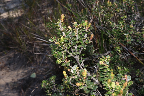 Image of Coast Ground-Berry (Acrotriche cordata) by (c) Thomas Mesaglio, some rights reserved (CC BY)
