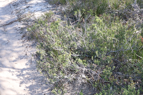 Image of Acrotriche cordata by (c) Thomas Mesaglio, some rights reserved (CC BY)