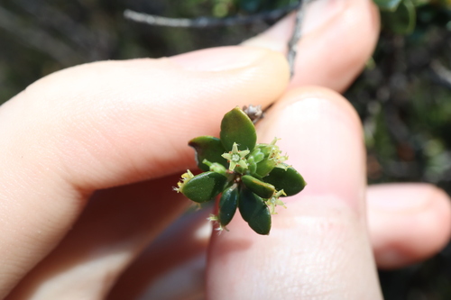 Image of Acrotriche cordata by (c) Thomas Mesaglio, some rights reserved (CC BY)
