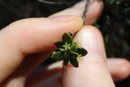 Image of Acrotriche cordata by (c) Thomas Mesaglio, some rights reserved (CC BY)