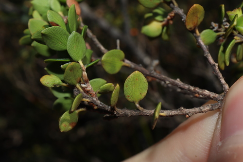 Image of Coast Ground-Berry (Acrotriche cordata) by (c) Thomas Mesaglio, some rights reserved (CC BY)