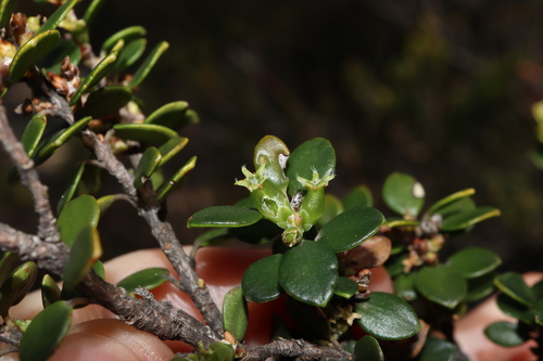 Image of Coast Ground-Berry (Acrotriche cordata) by (c) Thomas Mesaglio, some rights reserved (CC BY)