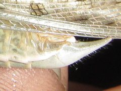 Austracris basalis