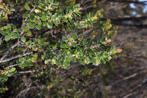 Image of Coast Ground-Berry (Acrotriche cordata) by (c) Thomas Mesaglio, some rights reserved (CC BY)