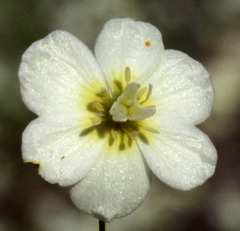 Hesperomecon linearis