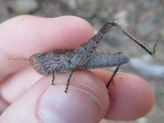 Peakesia coeruleipes