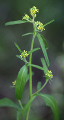 Sisymbrium orientale
