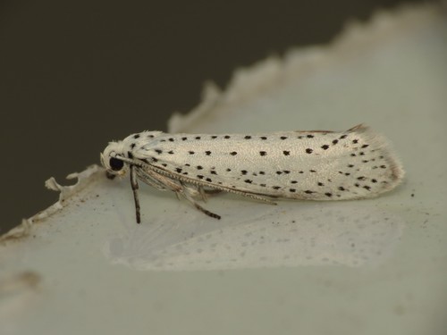 Bird-cherry Ermine