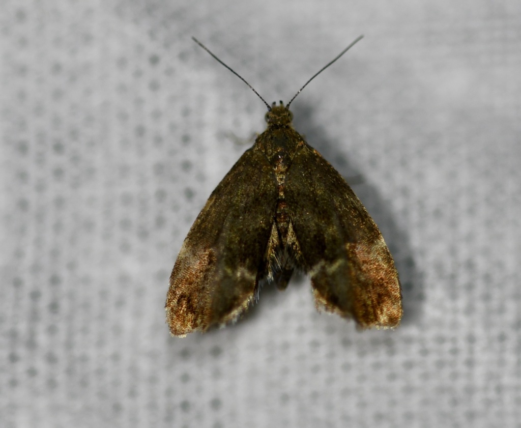 Anthophila abhasica