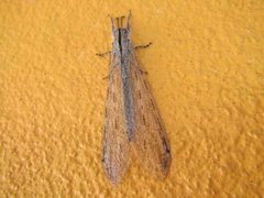 Heoclisis fundata