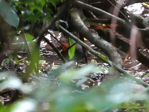 Red-necked Crake (Rallina tricolor), photo 3