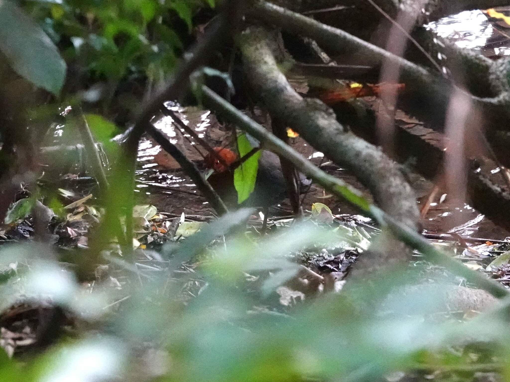 Red-necked Crake (Rallina tricolor), photo 6