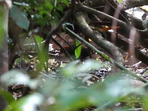 Red-necked Crake (Rallina tricolor), photo 4