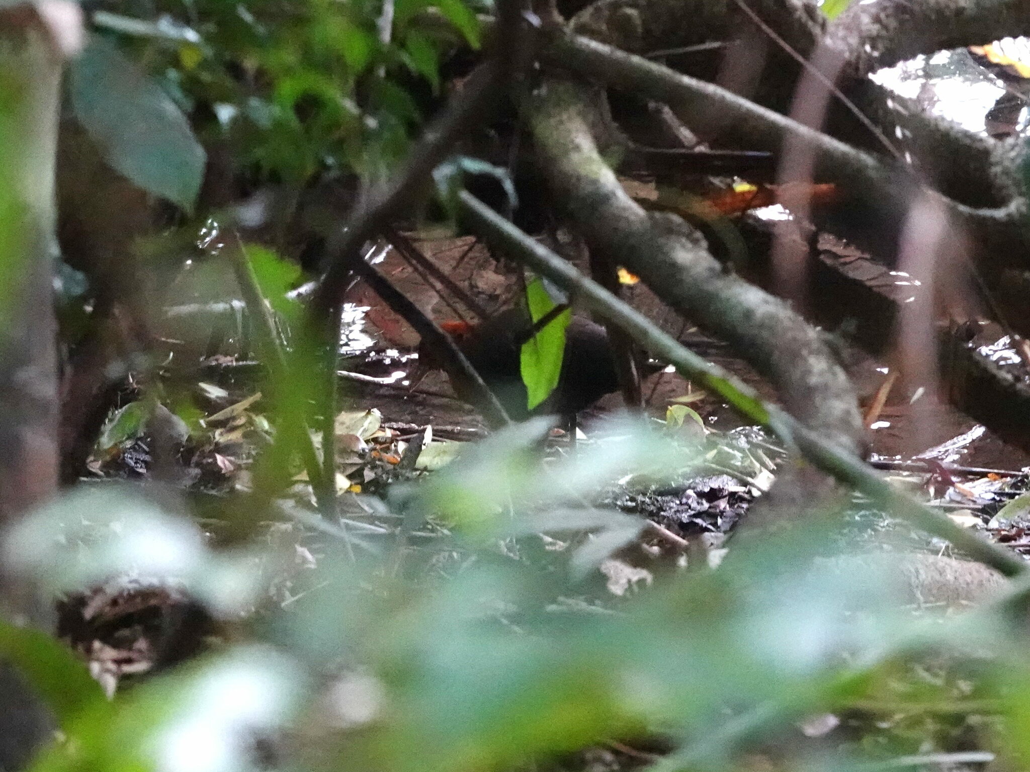 Red-necked Crake (Rallina tricolor), photo 7