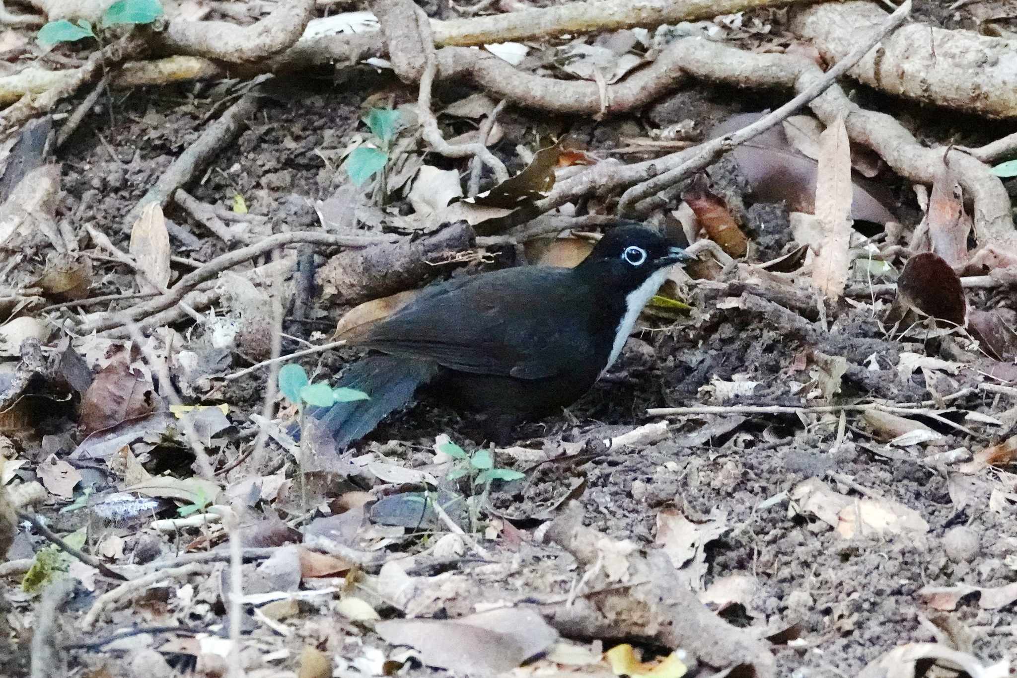 Chowchilla (Orthonyx spaldingii), photo 6