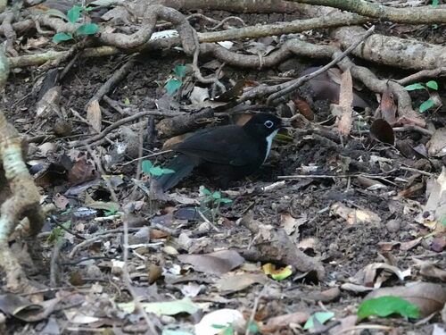 Chowchilla (Orthonyx spaldingii), photo 9