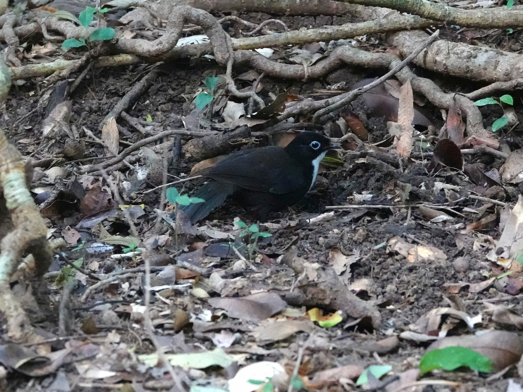 Chowchilla (Orthonyx spaldingii), photo 7