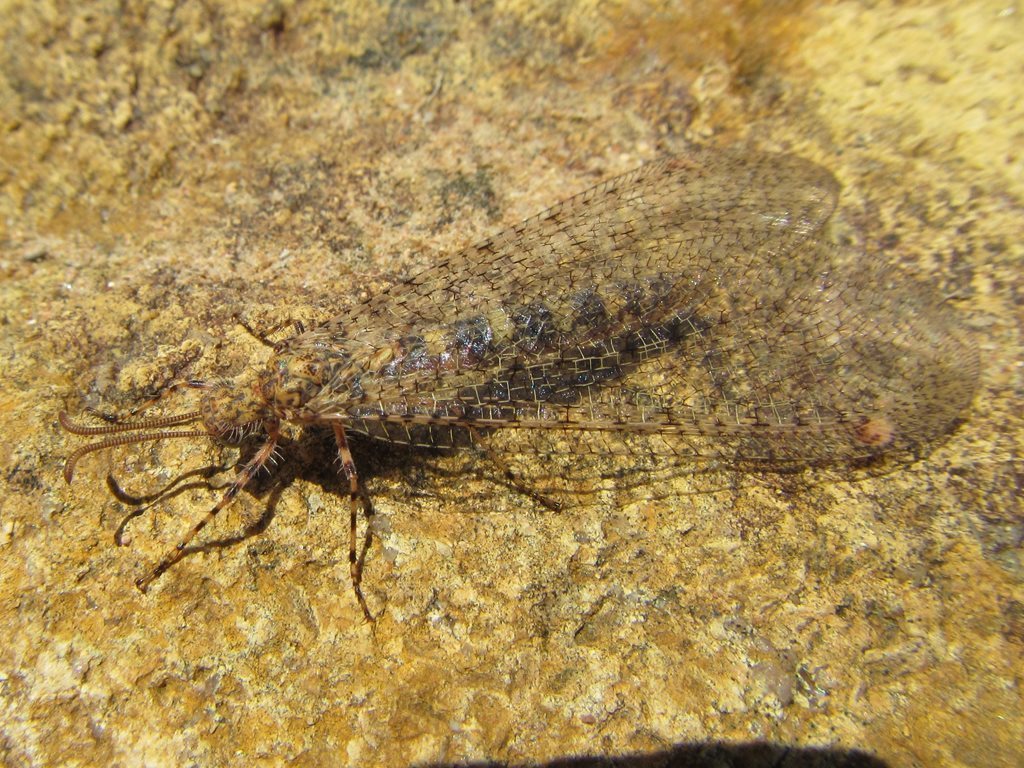 Dendroleontini