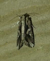 Spodoptera dolichos