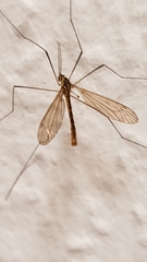 Tipulidae