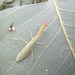 Orthodera gracilis - Photo (c) Matthew Connors,  זכויות יוצרים חלקיות (CC BY-NC-SA), הועלה על ידי Matthew Connors