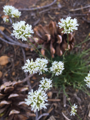 Bistorta bistortoides