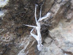 Sphodropoda quinquedens