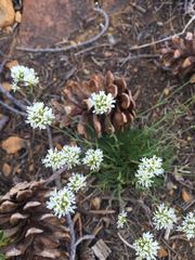 Bistorta bistortoides