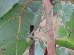 Sphodropoda quinquedens