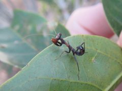 Sphodropoda quinquedens