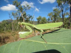 Sphodropoda quinquedens