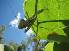 Sphodropoda quinquedens
