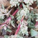 Coulter's Saltbush - Photo (c) Benjamin J. Dion, some rights reserved (CC BY-NC-SA), uploaded by Benjamin J. Dion