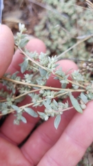 Atriplex coulteri