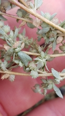 Atriplex coulteri