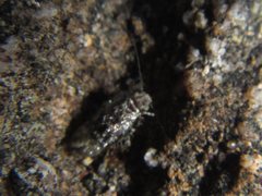 Lepidopsocidae