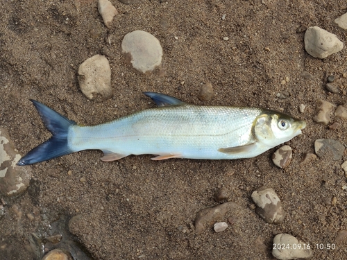 Distoechodon tumirostris