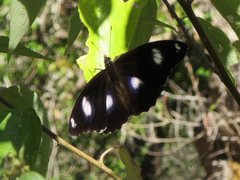 Hypolimnas bolina nerina