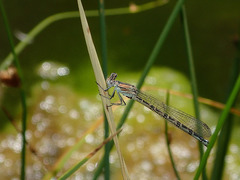 Argia alberta