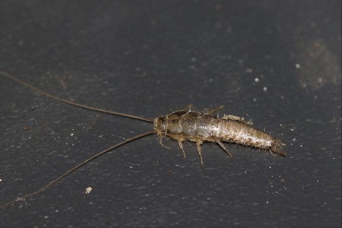 Long-tailed Silverfish, Wageningen, Nederland, photo 4 of 10
