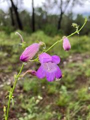 Penstemon amphorellae